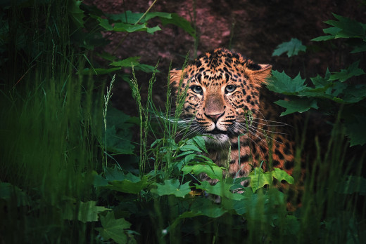 1759697 (a): :2000x1335